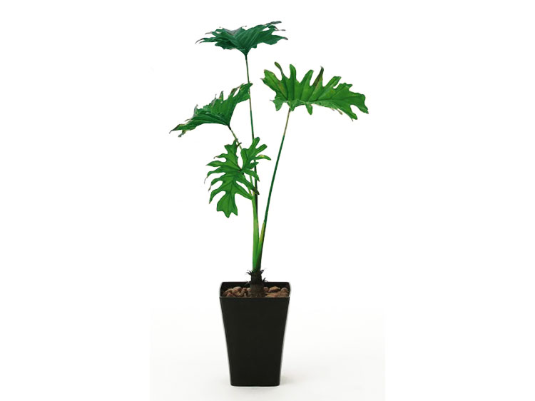 Art Plant (Used)