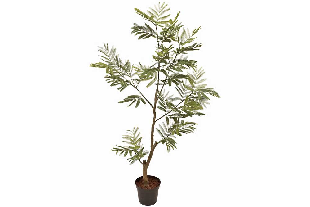 アートプラント (中古)