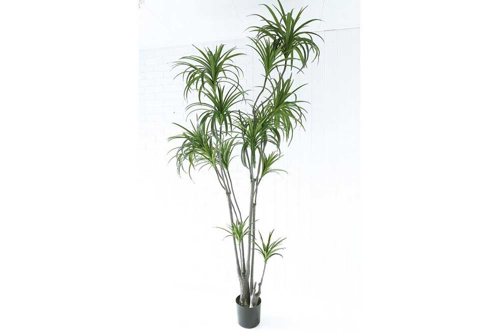 Art Plants (Used)